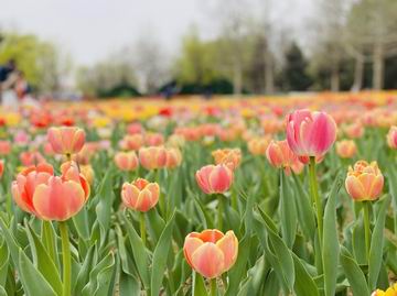 qy千亿-千亿(国际)唯一官方网站